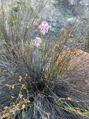 Gladiolus guthriei