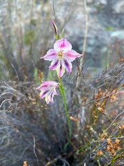 Gladiolus guthriei