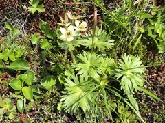 Anemonastrum villosissimum