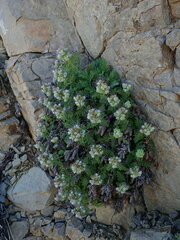 Phacelia lenta