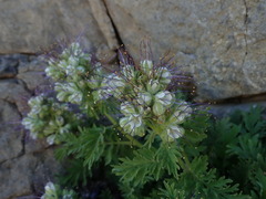 Phacelia lenta