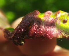 Taphrina