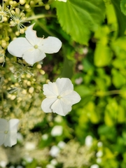 Hydrangea petiolaris