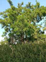 Robinia pseudoacacia