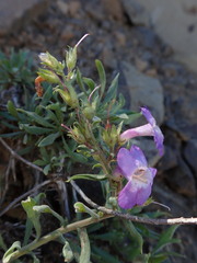 Penstemon gairdneri
