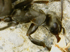Formicidae