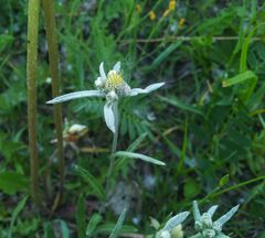Leontopodium leontopodioides