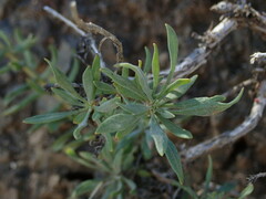 Penstemon gairdneri