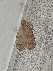 Bothriocera drakei