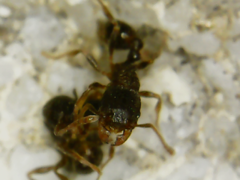 Tetramorium tsushimae