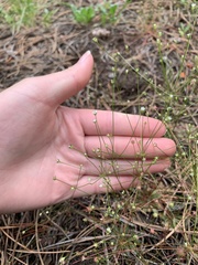 Androsace filiformis