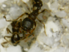 Tetramorium tsushimae