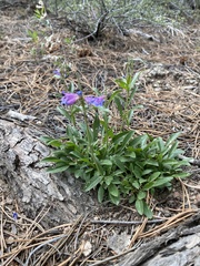 Penstemon virens