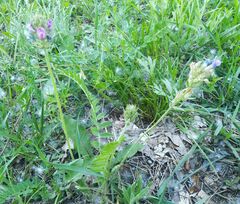 Oxytropis strobilacea