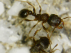 Tetramorium tsushimae