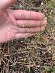 Androsace filiformis