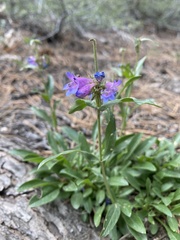 Penstemon virens