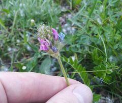 Oxytropis strobilacea