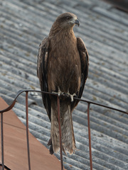 Milvus migrans