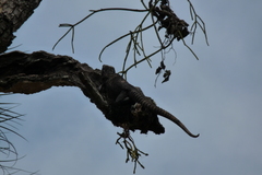 Ctenosaura acanthura