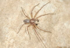 Philodromus cespitum
