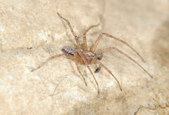 Philodromus cespitum