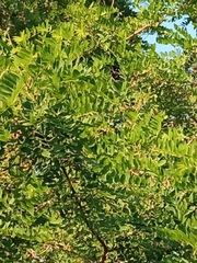 Robinia pseudoacacia