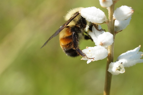 Two-spotted bumble bee