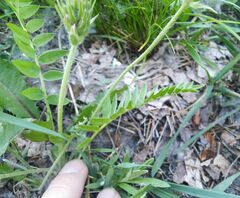 Oxytropis strobilacea