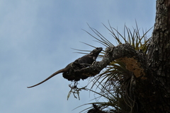 Ctenosaura acanthura