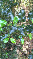 Ilex aquifolium