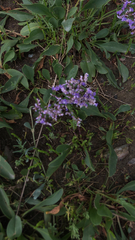 Limonium vulgare