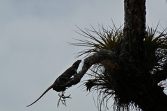 Ctenosaura acanthura