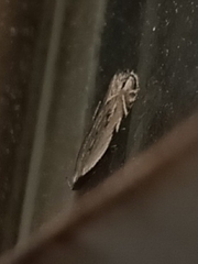 Battaristis nigratomella