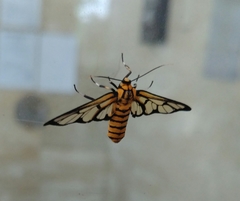 Amata grotei