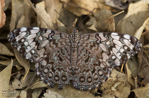 Guatemalan Cracker photo 3