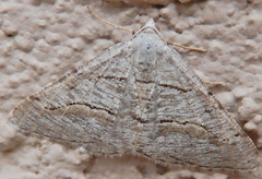 Digrammia pallorata