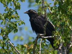 Corvus corone