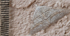 Digrammia pallorata