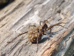 Acantholycosa lignaria