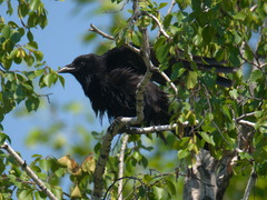 Corvus corone