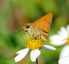 Hesperia meskei