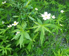 Anemonastrum dichotomum