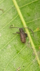 Eupogonius