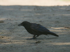 Corvus corone