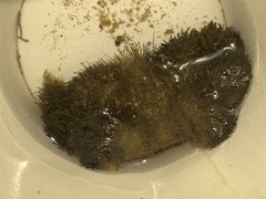 Pilumnus vespertilio