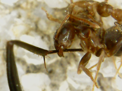 Formicidae