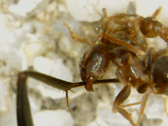 Formicidae