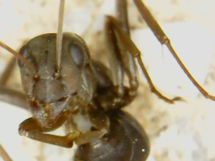 Formicidae