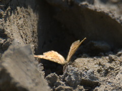 Ematurga atomaria